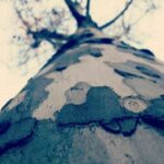 Árbol Arteterapia: Árbol visto desde la base hacia las ramas